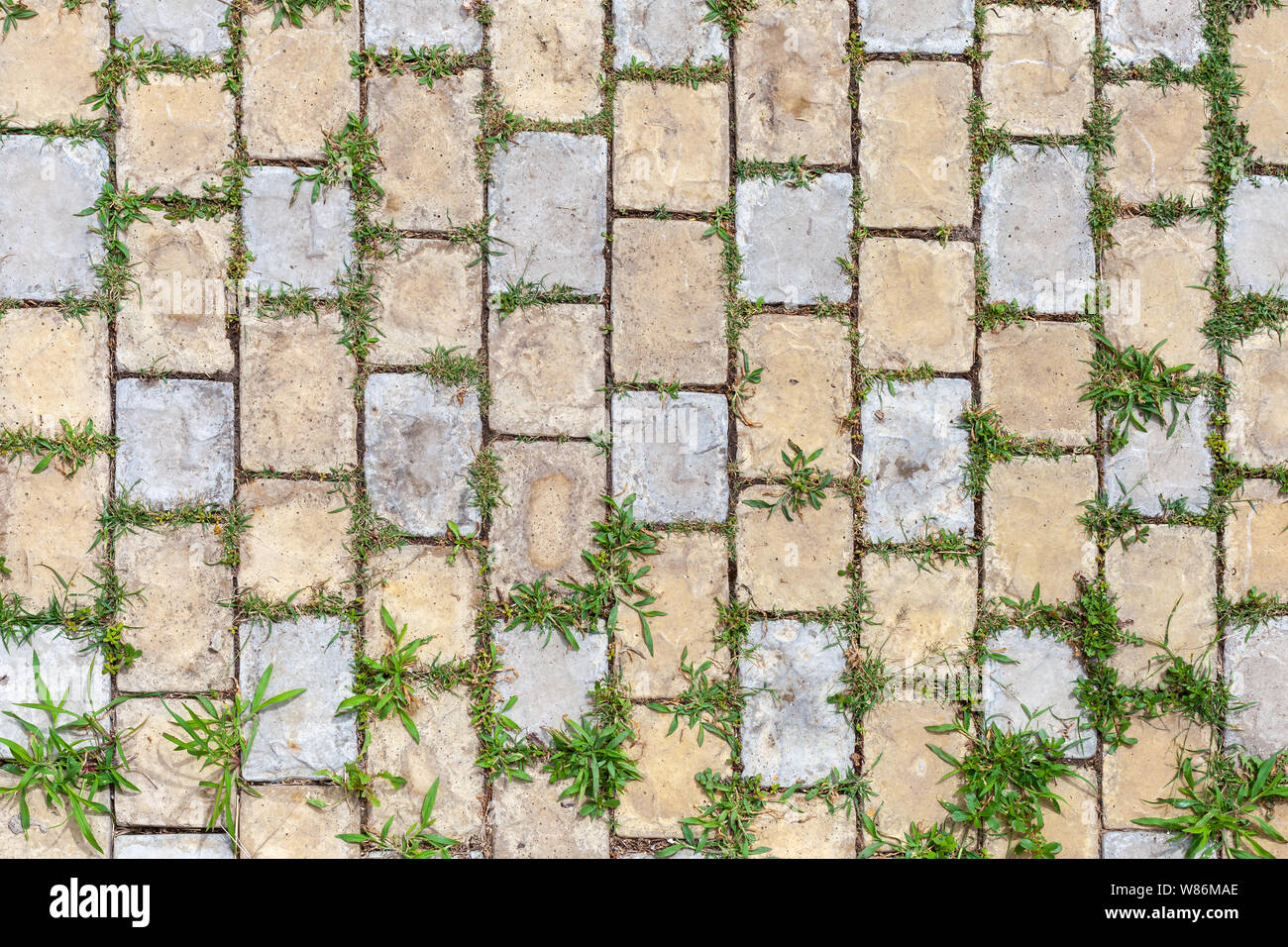 Grünes Gras wächst durch das Kopfsteinpflaster, einem Garten Bodenbeläge Hintergrund Foto Textur Stockfoto