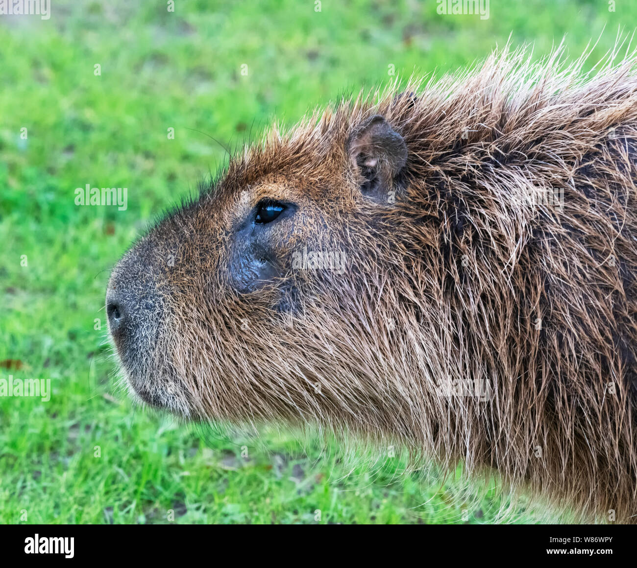 Porträt einer Capybara (Hydrochoerus hydrochaeris). Das Wasserschwein ist das größte Nagetier der Welt Stockfoto