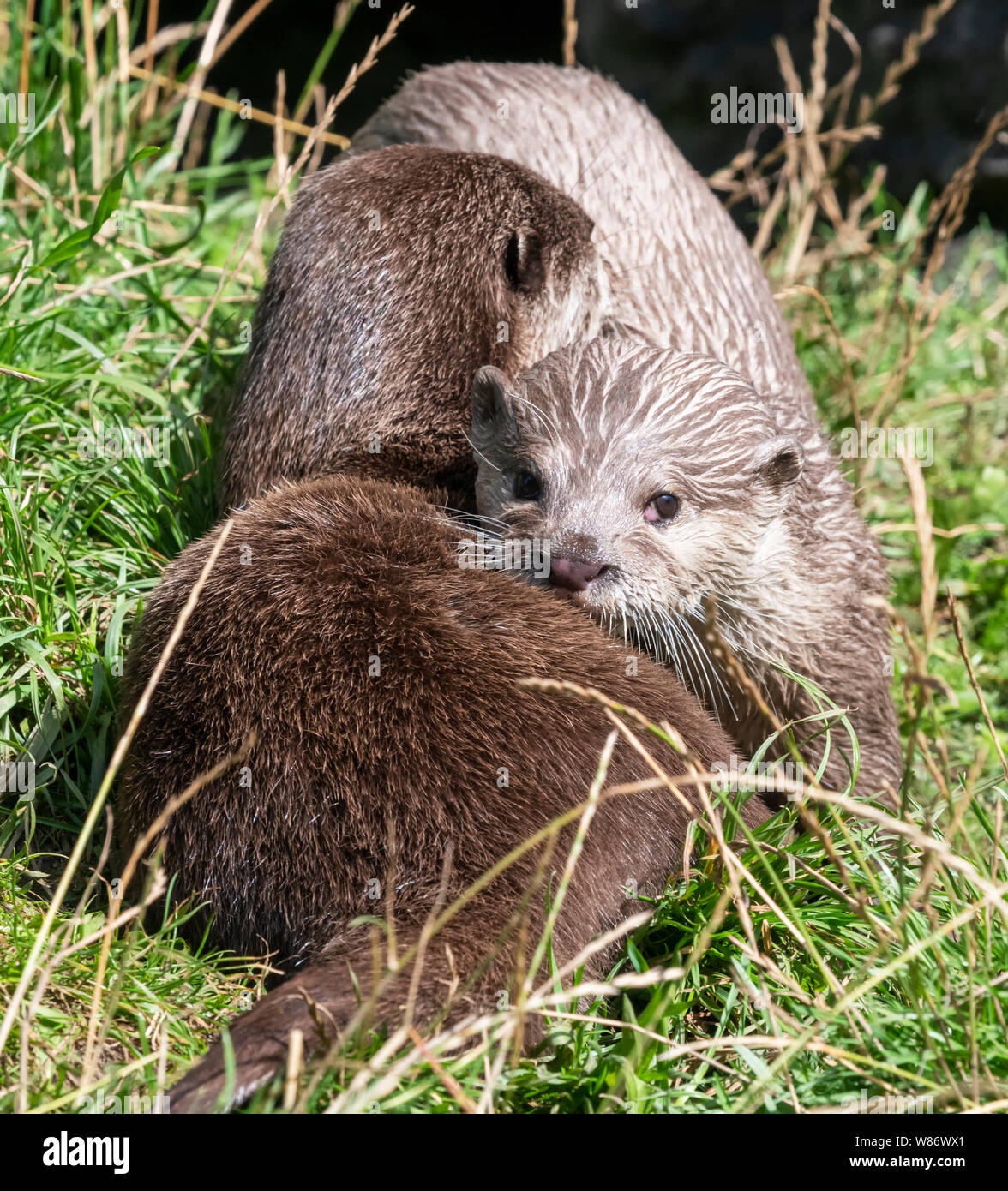 Asiatische kurze Krallen Otter, (Aonyx cinereal) auch als Asiatische Small kratzte Otter bekannt sind, sind der kleinste Otter Spezies in der Welt Stockfoto