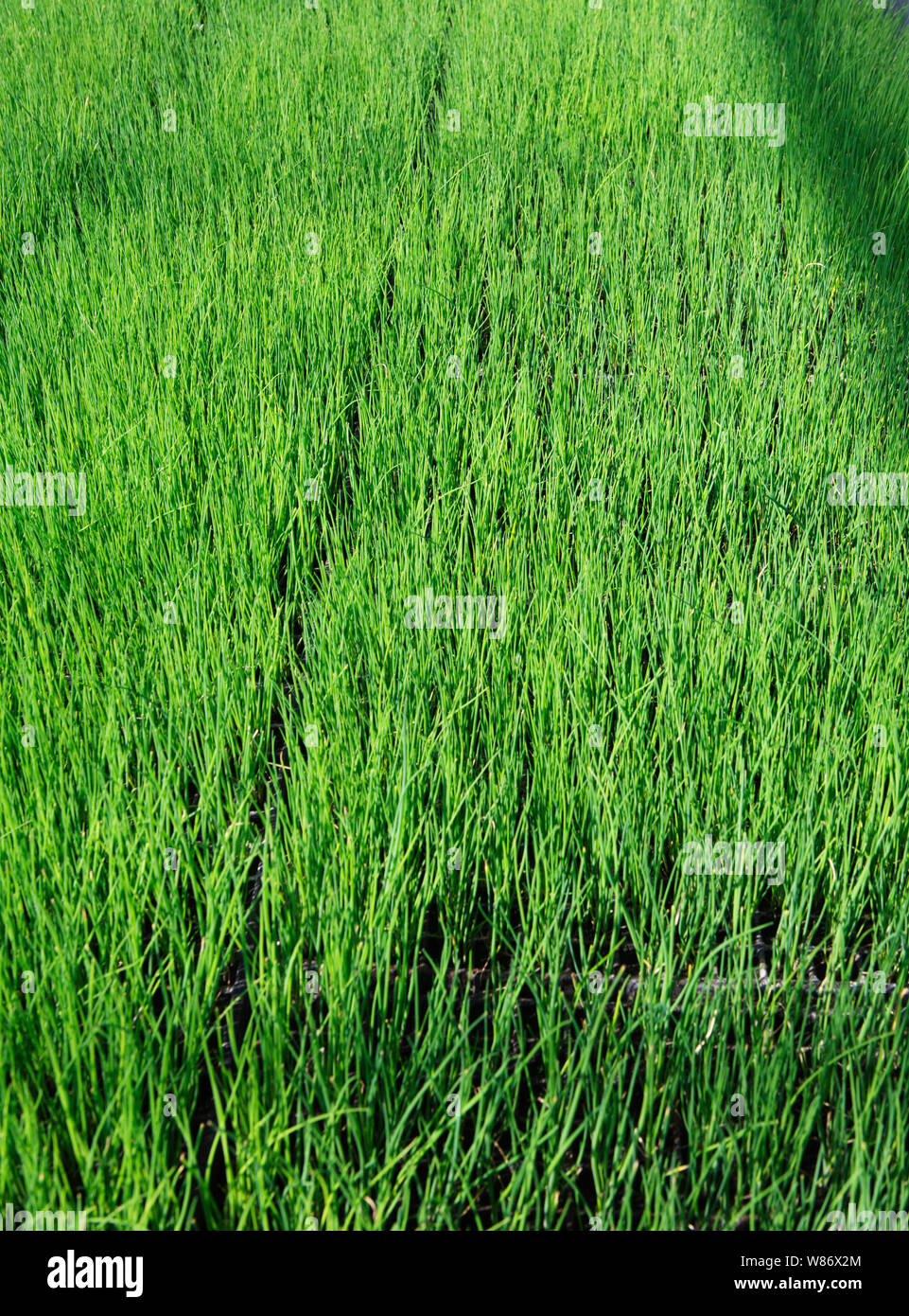 Schnittlauch Kraut wachsenden Pflanzen in einem kommerziellen Gewächshaus Stockfoto