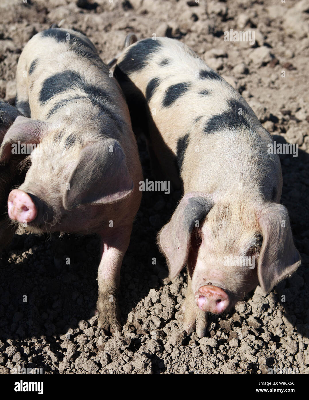 Gloucestershire alten spot Schweine im Schlamm auf einer Schweinefarm. Stockfoto