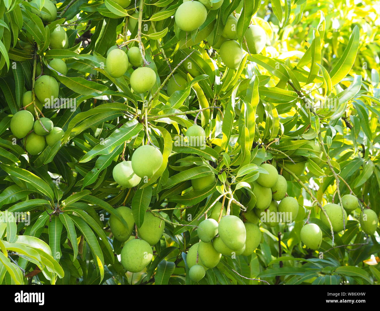 Baum Grosse Blatter Grune Fruchte
