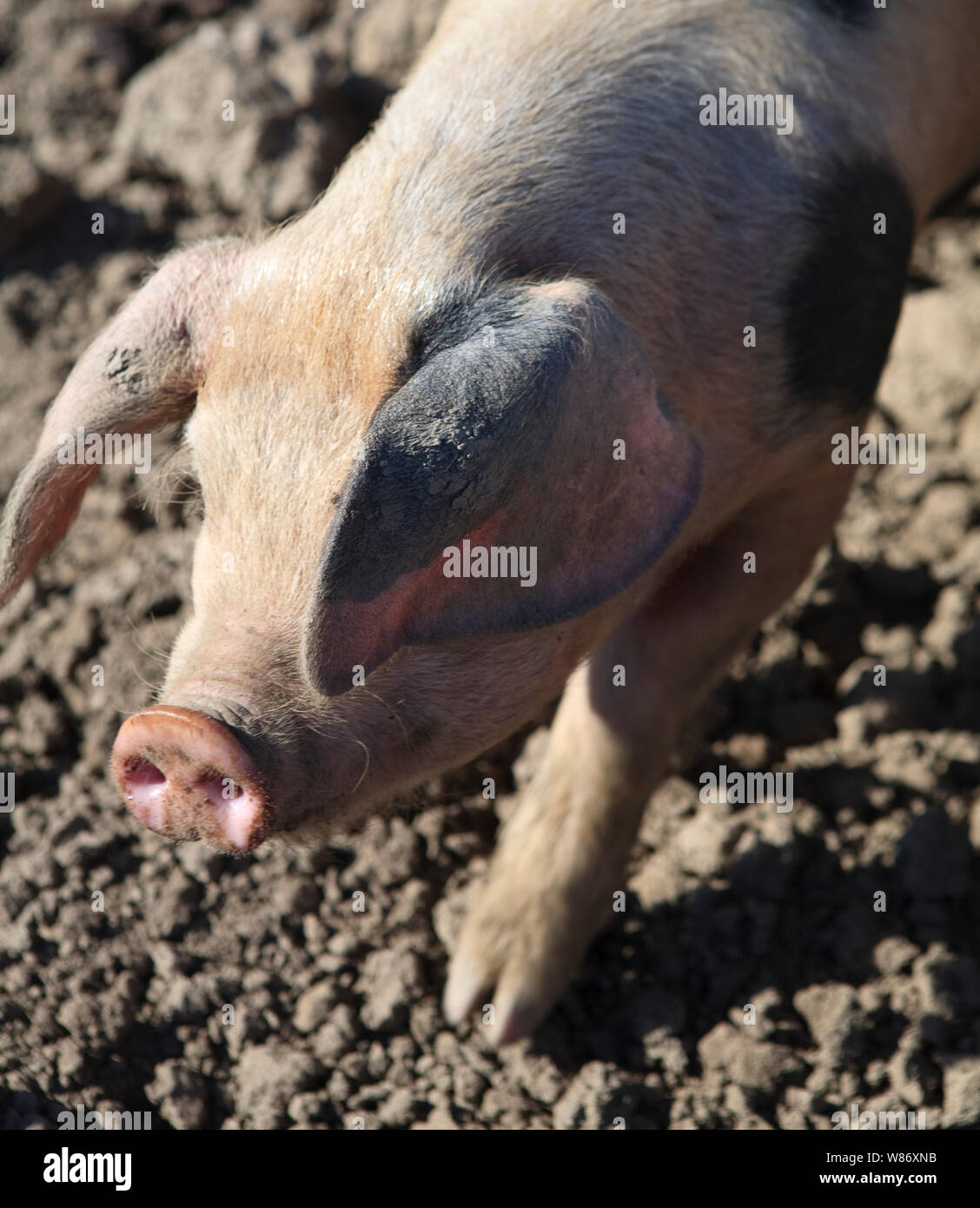 Gloucestershire alten spot Schweine im Schlamm auf einer Schweinefarm. Stockfoto