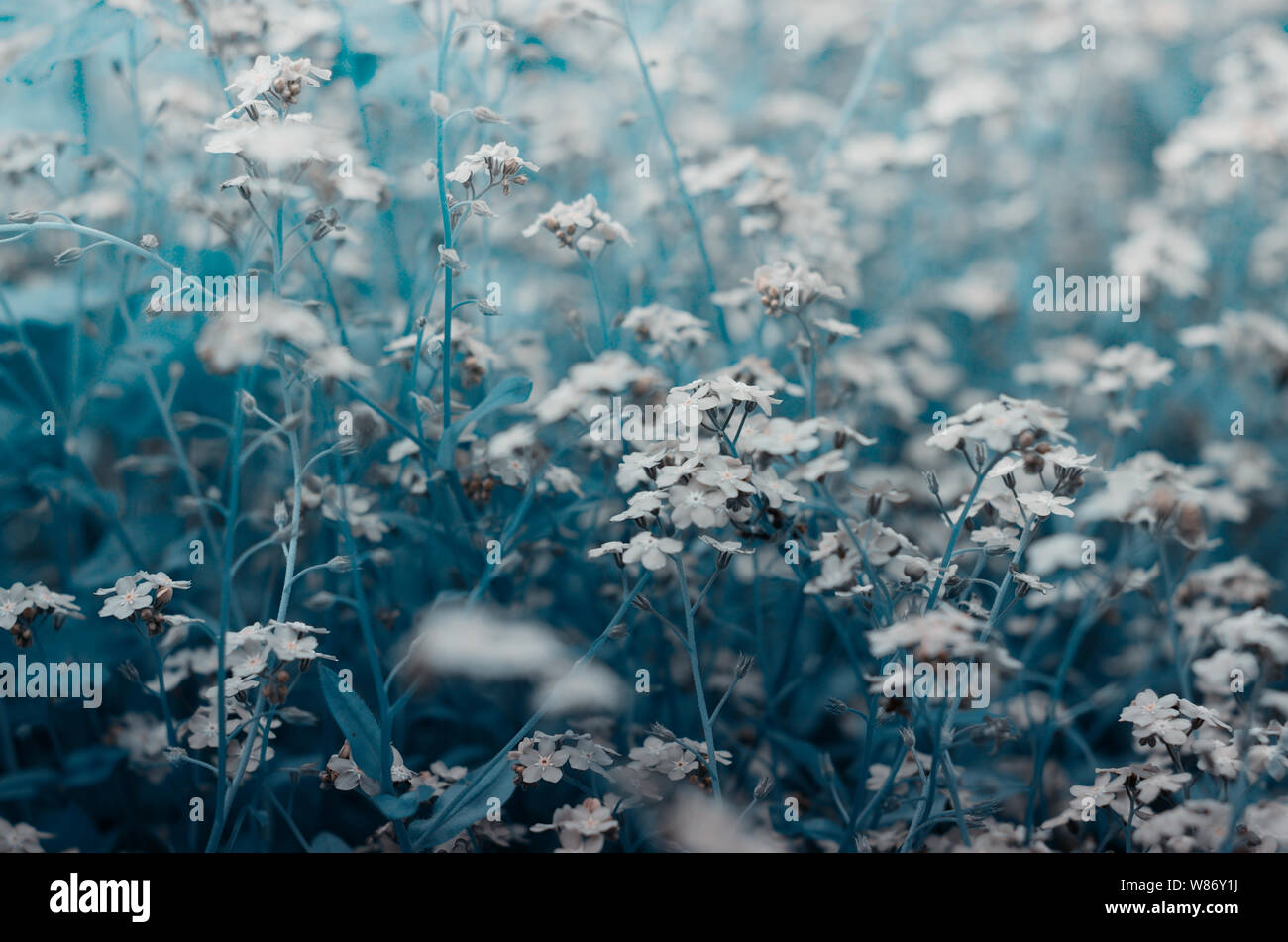 Wilde Wiese der schönen blauen Blumen Vergissmeinnicht. Sommer Saison hipster Hintergrund. Stockfoto Wilde Wiese der schönen blauen Blumen Vergissmeinnicht. Sommer Saison hipster Hintergrund. Stockfoto