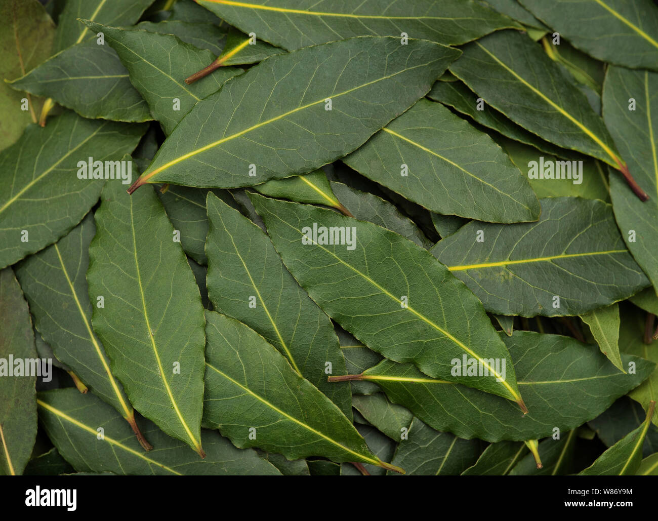 Lorbeerblättern ( Laurus nobilis ) aka Lorbeer, süße Lorbeer. Stockfoto