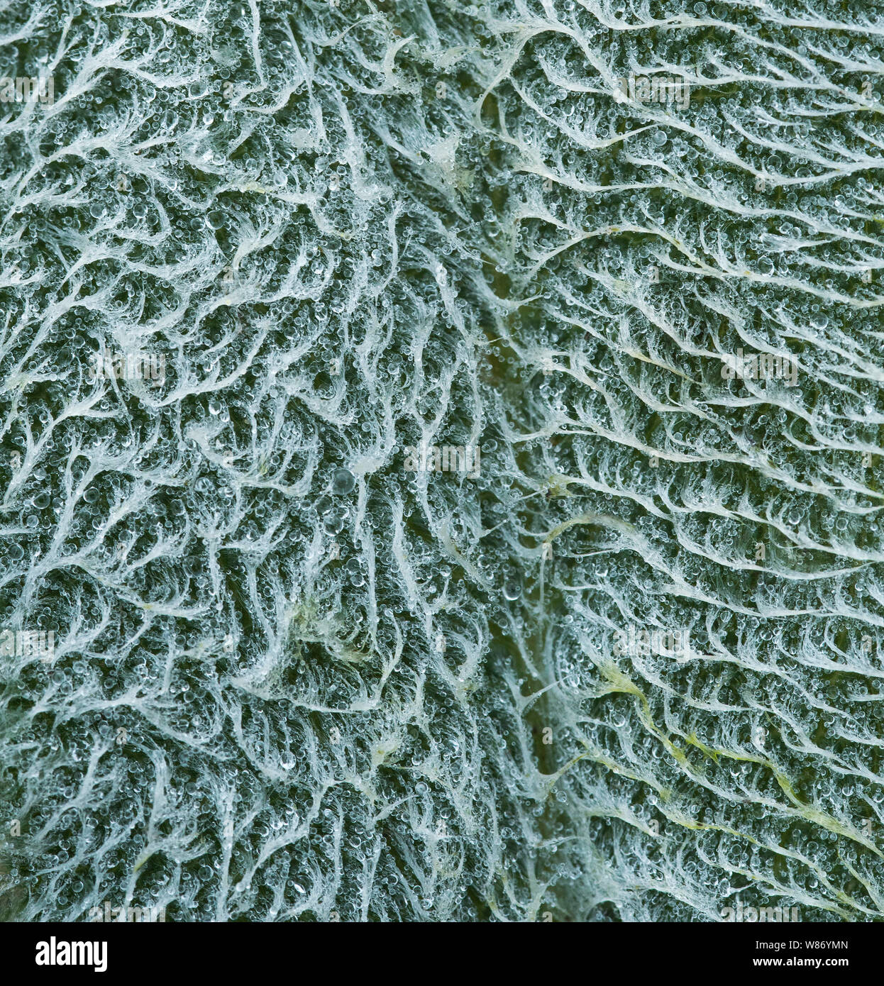 Nahaufnahme von Ohr des Lammes (Stachys byzantina) aka Woolly hedgenettle.. Stockfoto