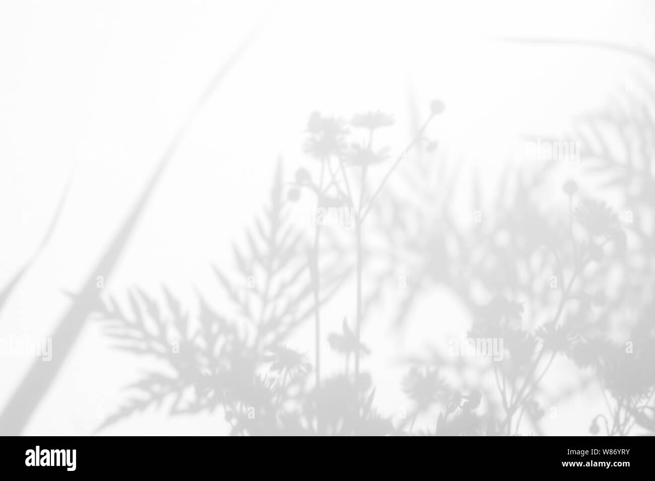Graue Schatten der Blumen auf eine weiße Wand. Abstrakten neutralen Charakter Konzept Hintergrund. Platz für Text. Unscharfe, defokussiert. Stockfoto