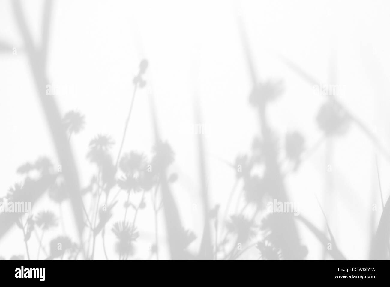 Graue Schatten der Blumen auf eine weiße Wand. Abstrakten neutralen Charakter Konzept Hintergrund. Platz für Text. Unscharfe, defokussiert. Stockfoto