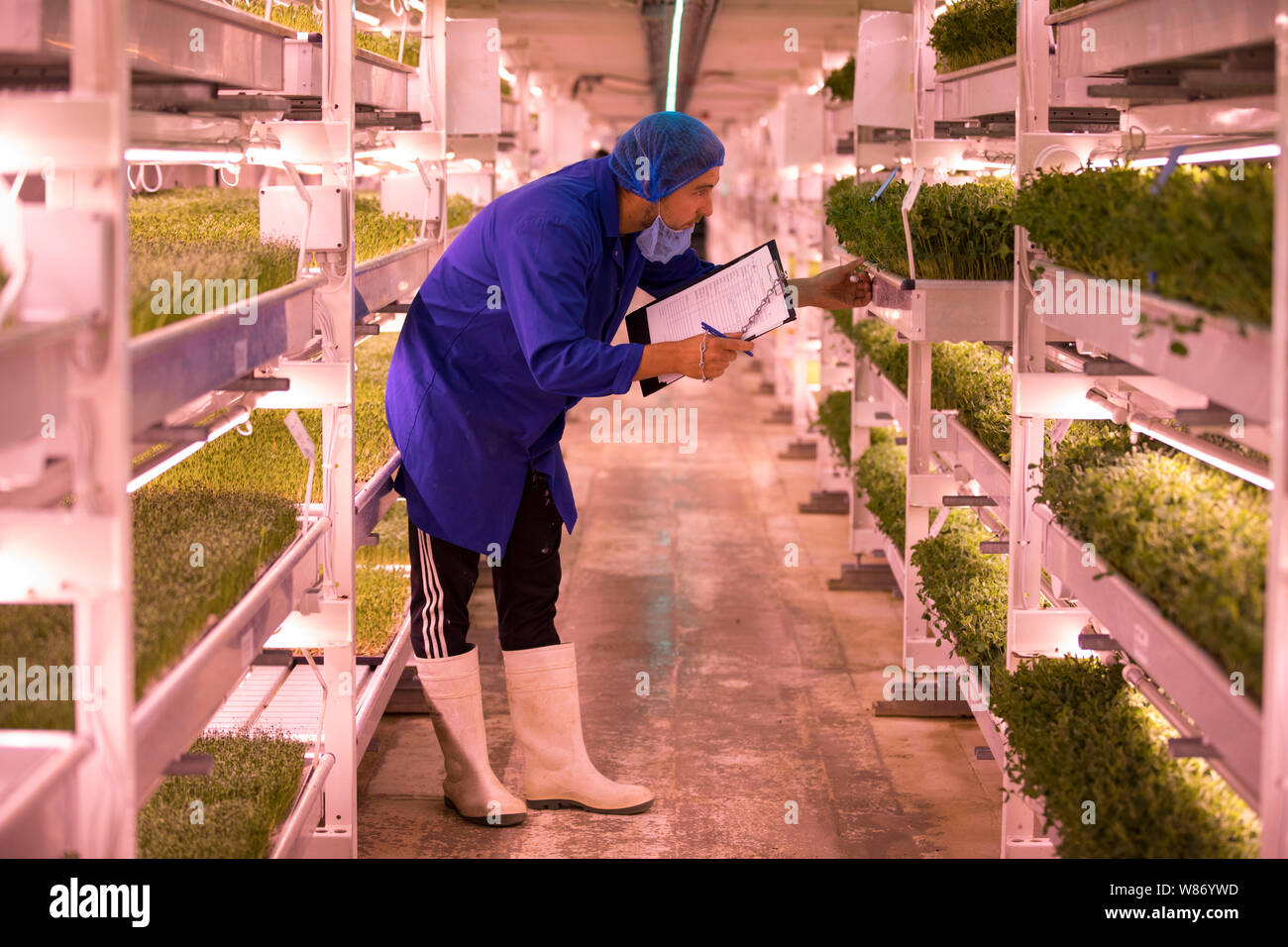 Wachsende "U-vertikale Farm 100 Fuß unter der Erde im Clapham, South London, im ehemaligen Luftschutzbunker gebaut, England, Vereinigtes Königreich Stockfoto
