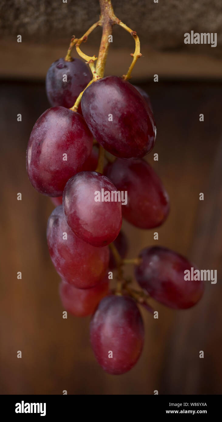 Rot - enthäutete Tafeltrauben, pralle, glänzende und fest an, gesundes Obst zu Stammzellen, frei hängende gegen ein braunes Holz- Hintergrund Stockfoto