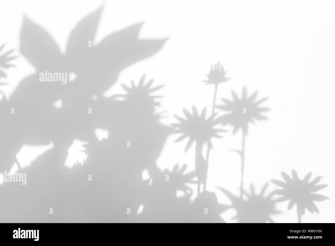 Graue Schatten der Blumen auf eine weiße Wand. Abstrakten neutralen Charakter Konzept Hintergrund. Platz für Text. Unscharfe, defokussiert. Stockfoto