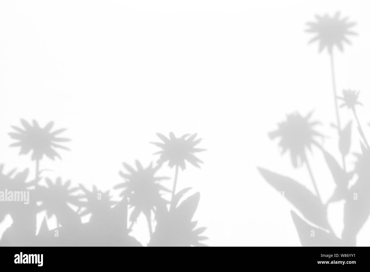Graue Schatten der Blumen auf eine weiße Wand. Abstrakten neutralen Charakter Konzept Hintergrund. Platz für Text. Unscharfe, defokussiert. Stockfoto
