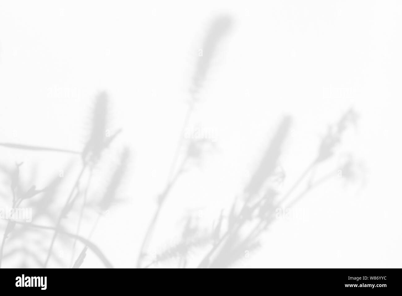Graue Schatten der Blumen auf eine weiße Wand. Abstrakten neutralen Charakter Konzept Hintergrund. Platz für Text. Unscharfe, defokussiert. Stockfoto