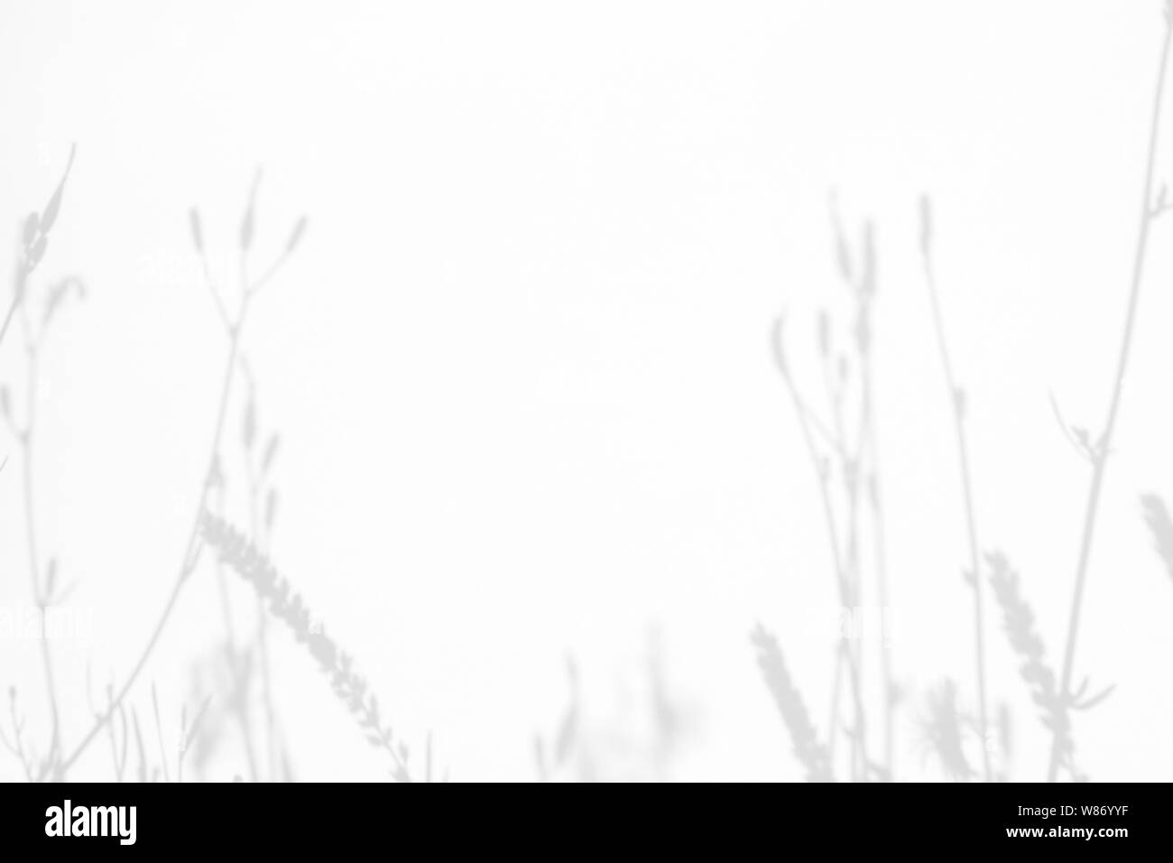 Graue Schatten der Blumen auf eine weiße Wand. Abstrakten neutralen Charakter Konzept Hintergrund. Platz für Text. Unscharfe, defokussiert. Stockfoto