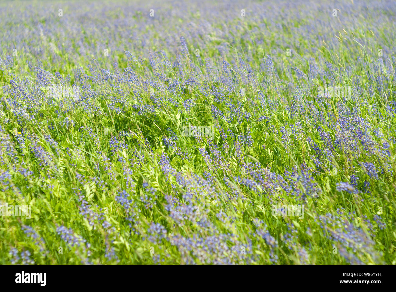 Hintergrund - 12.00 Uhr Wiese motley Gras mit blühenden Luzern an einem windigen Tag Stockfoto