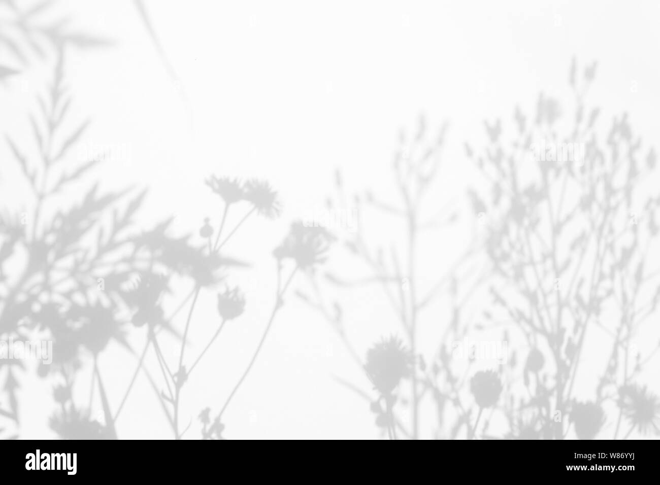 Graue Schatten der Blumen auf eine weiße Wand. Abstrakten neutralen Charakter Konzept Hintergrund. Platz für Text. Unscharfe, defokussiert. Stockfoto