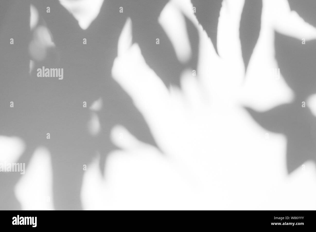Graue Schatten der Blätter auf eine weiße Wand. Abstrakten neutralen Charakter Konzept Hintergrund. Platz für Text. Stockfoto