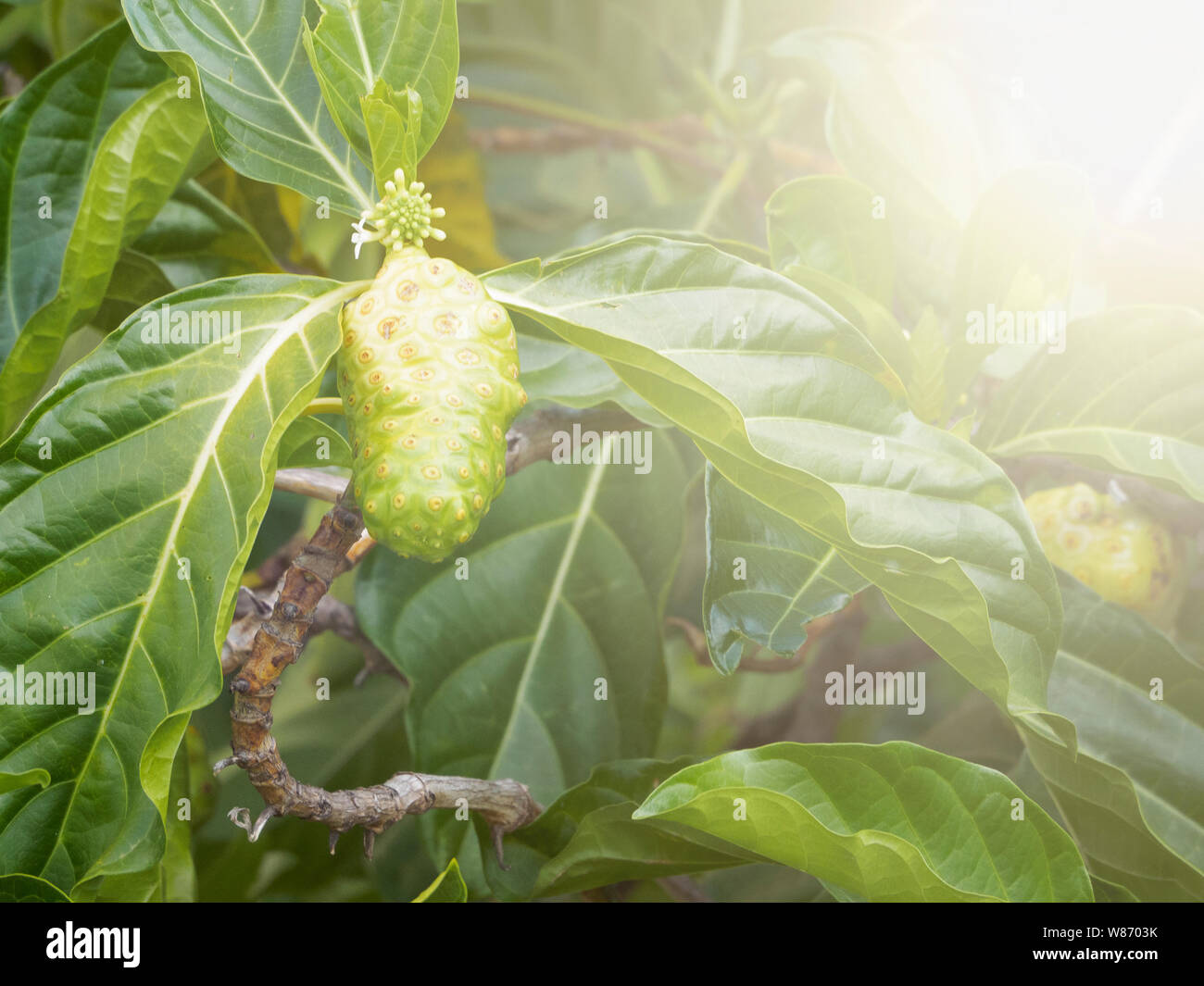 Reife Früchte auf der Noni Frucht Baum. kopieren. Stockfoto