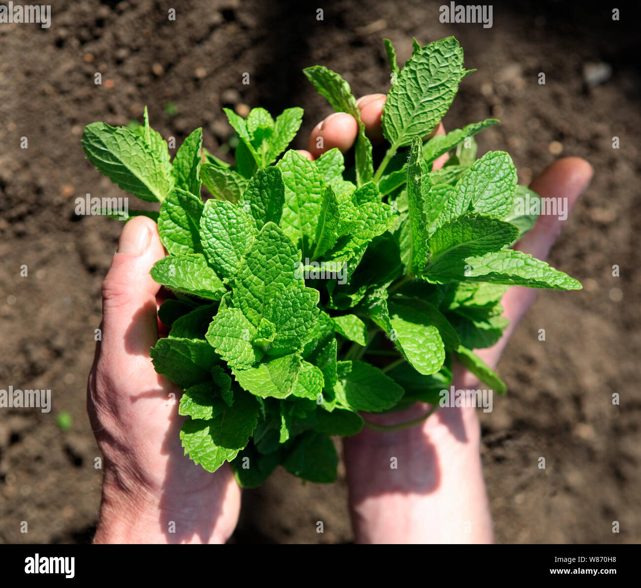 Koch Holding Bund Minze Blätter nach der Ernte frisch von der Pflanze in einem kommerziellen Gewächshaus Stockfoto