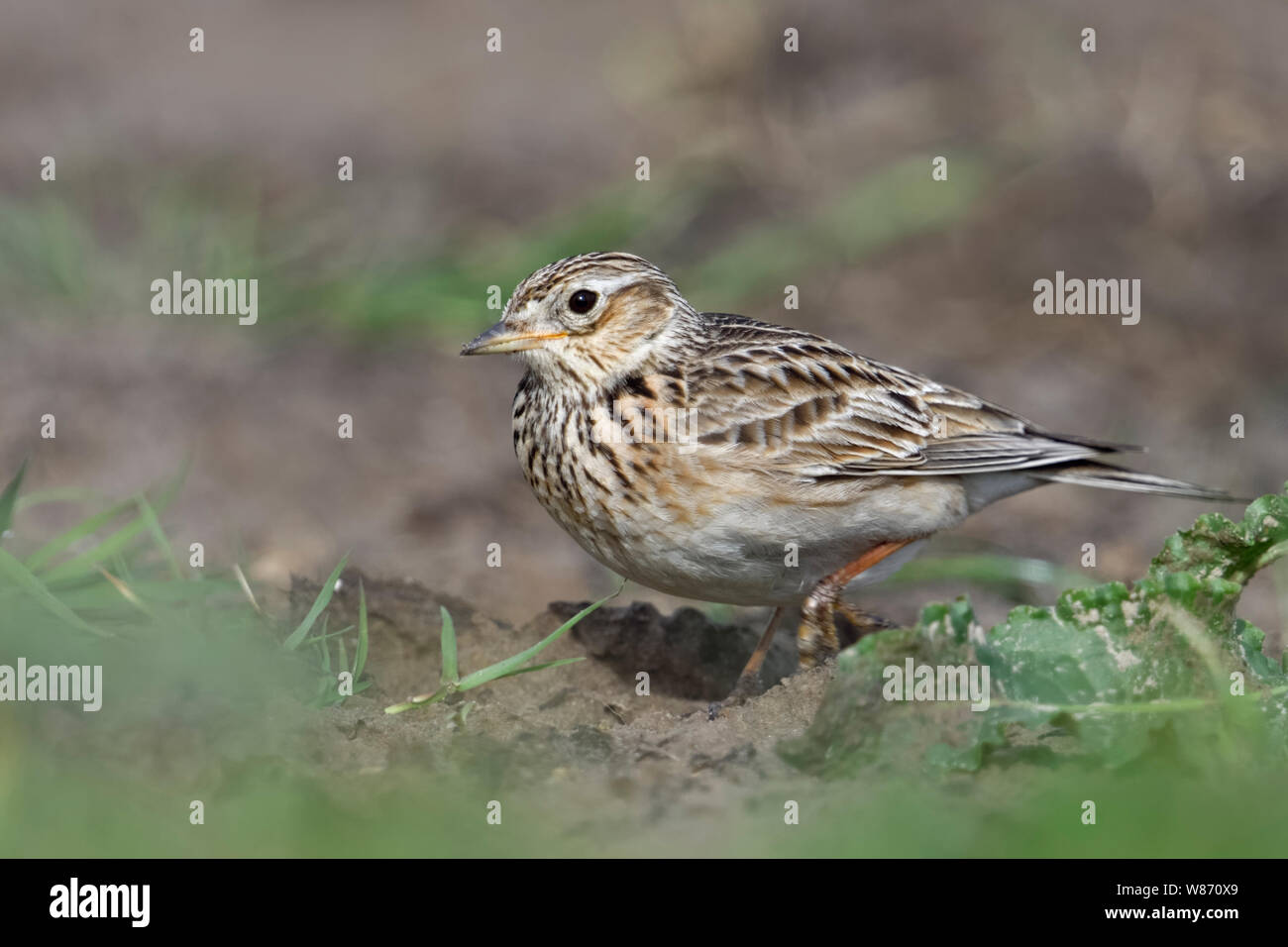 Skylark/Feldlerche (Alauda arvensis), Erwachsene im Frühjahr, zu Fuß über Ackerland, auf der Suche nach Essen auf einem Feld, Nahaufnahme, Wildlife, Europa. Stockfoto