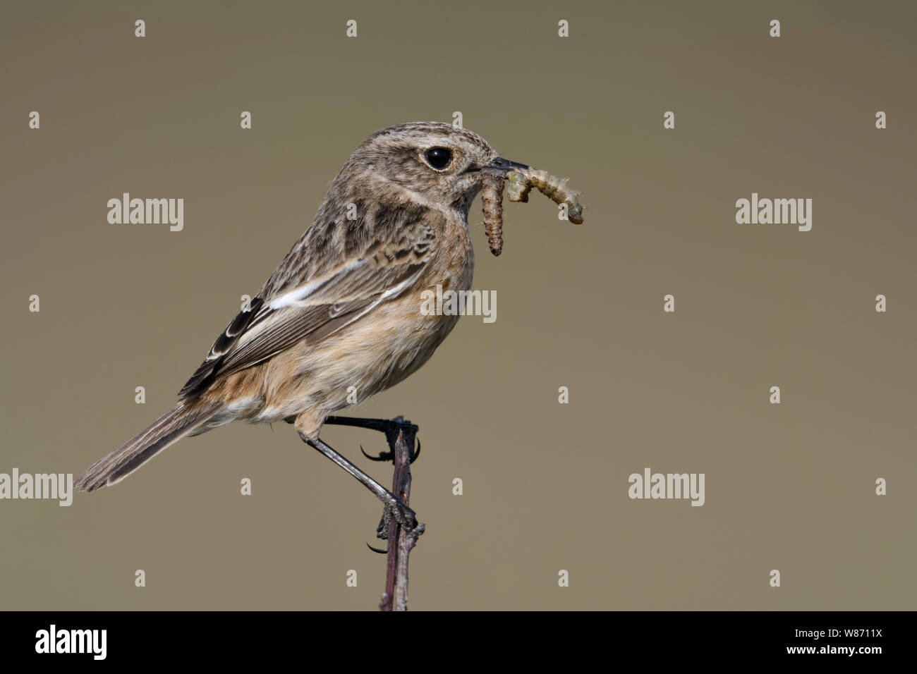 Europäische Schwarzkehlchen (Saxicola torquata), Weibliche, Songbird, auf einem Zweig sitzend, mit Beute im Schnabel nachkommen, Wildlife, Europa zu füttern. Stockfoto