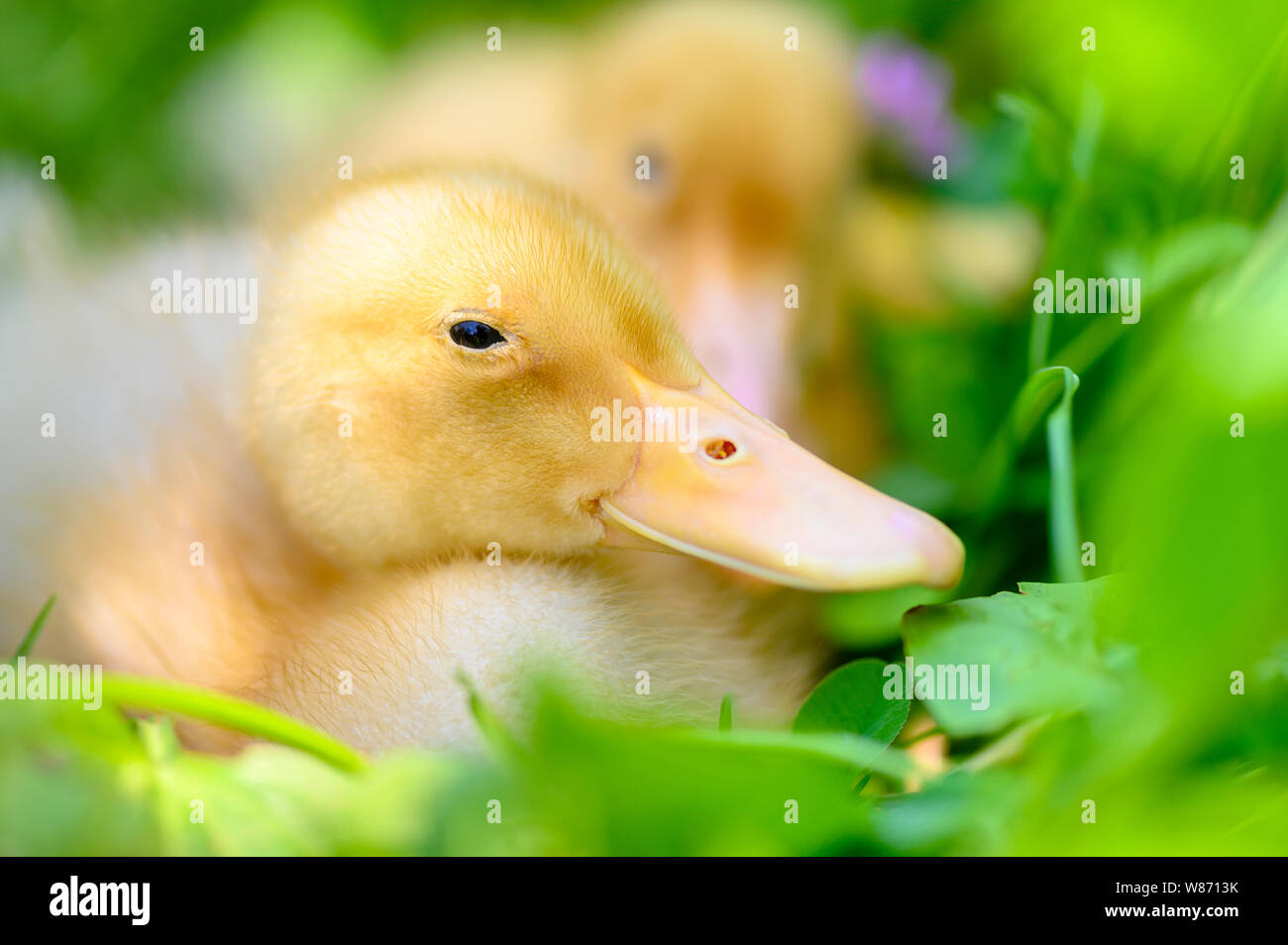 Süße Entlein entspannen in einem sonnigen Sommertag Stockfoto