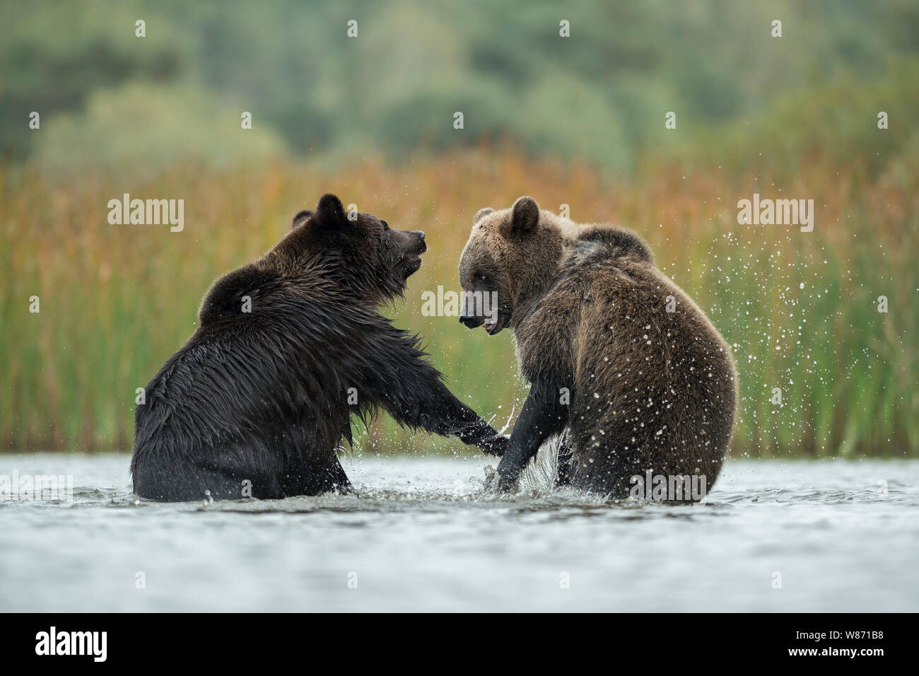 Eurasischer Braunbär (Ursus arctos) kämpfen, kämpfen, kämpfen, stehend auf die Hinterbeine im seichten Wasser eines Sees, Europa. Stockfoto