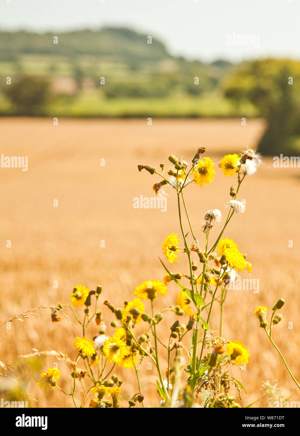 Gelbe Blumen und einem goldenen Feld von Weizen Stockfoto