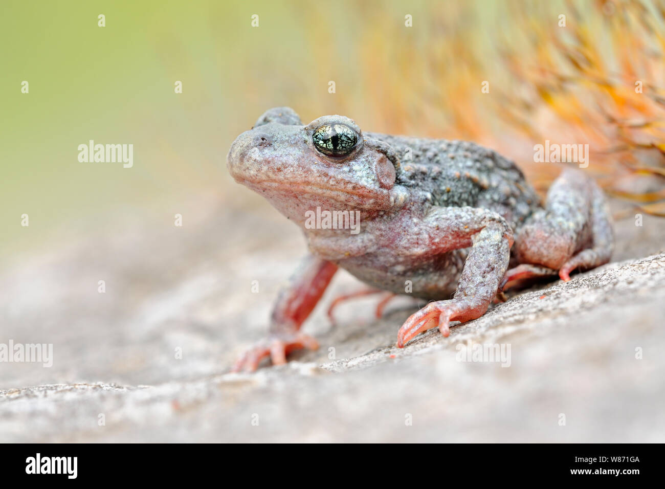 Gemeinsame Hebamme Kröte/Geburtshelferkroete (Alytes obstetricans), sitzen auf den Felsen von einem alten Steinbruch, frontale Seitenansicht, detaillierte schoß, Europa. Stockfoto