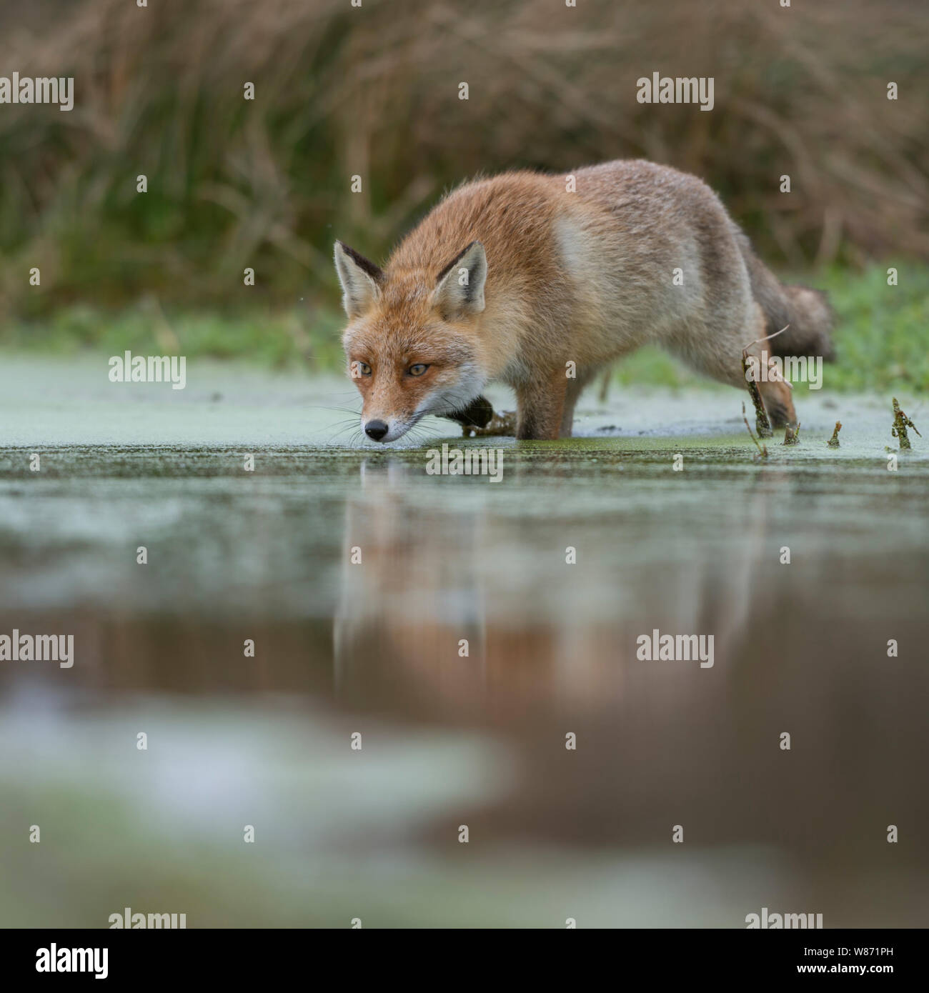 Red Fox (Vulpes vulpes) Erwachsenen, zu Fuß durch, Überqueren einer sumpfigen Teich, Jagd, von niedrigen Sicht, Wildlife, Europa übernommen. Stockfoto