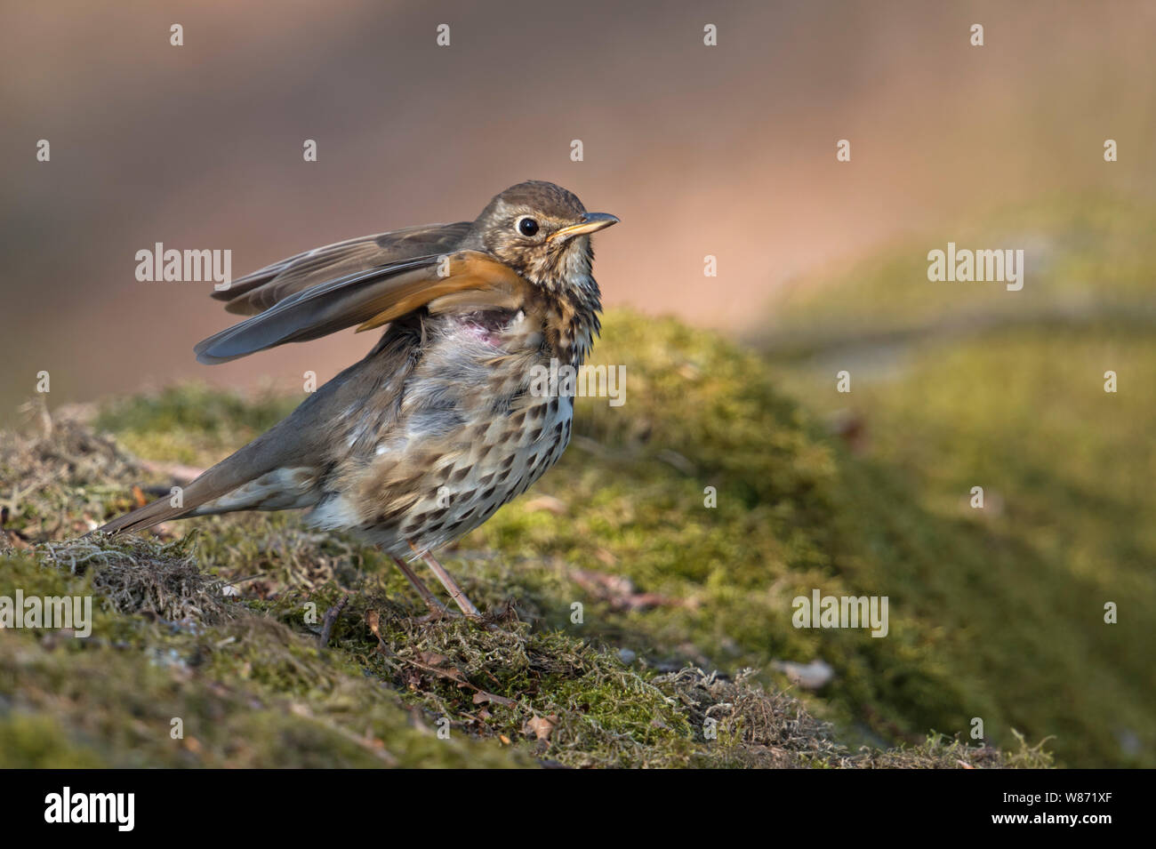 Singdrossel (Turdus philomelos) Erwachsene in der Zucht Kleid, auf ein wenig Moos bedeckt Damm, Stretching, seine Flügel anheben, sieht lustig. Stockfoto