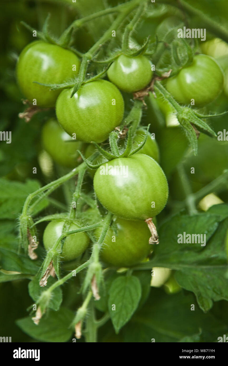 Grüne Tomaten am Rebstock Stockfoto