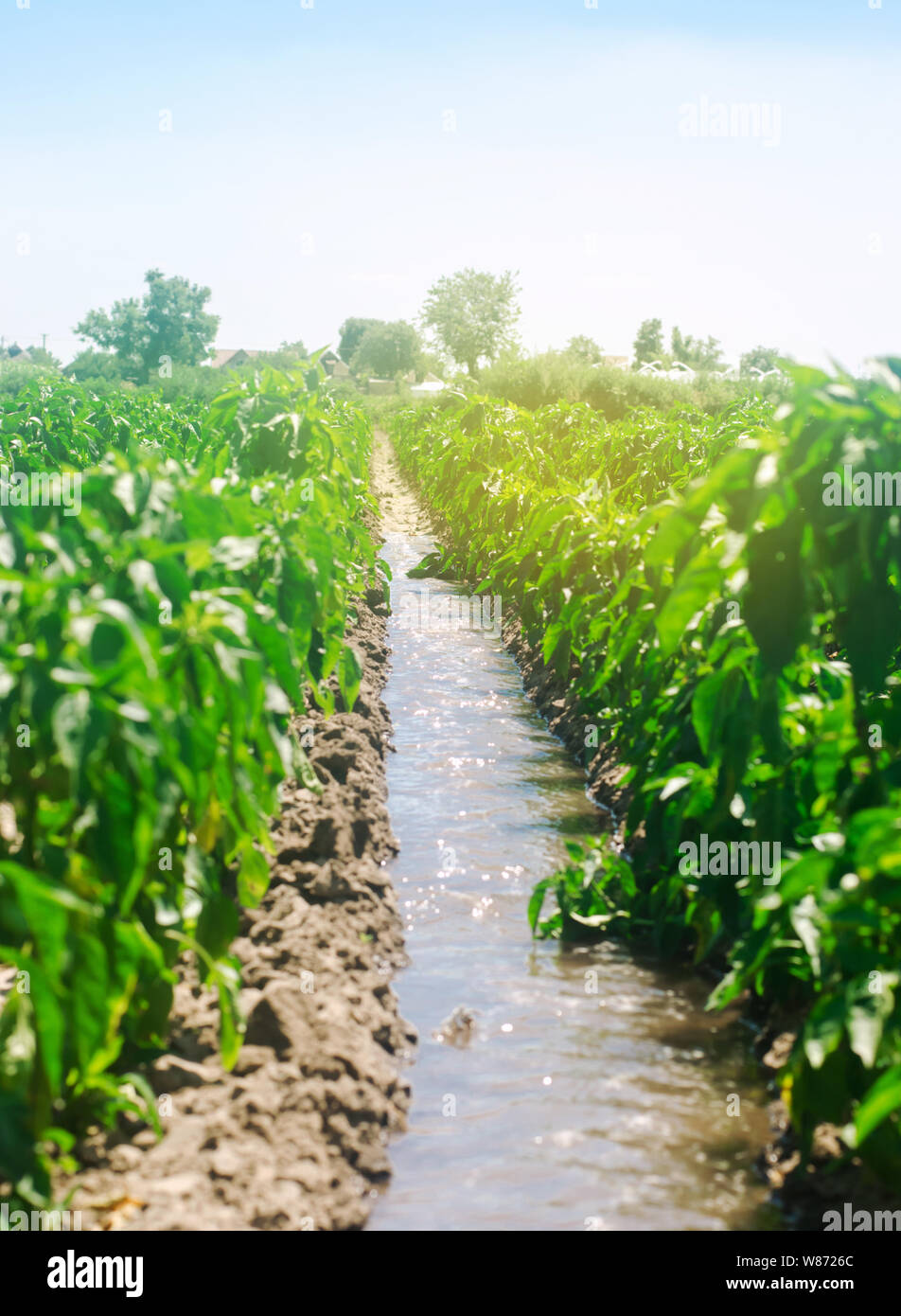 Bewässerung der Pfeffer in das Feld ein. Traditionelle natürliche Bewässerung. Umweltfreundliche Produkte. Landwirtschaft und Ackerland. Kulturpflanzen. Ukraine, Kherson Region. Gro Stockfoto
