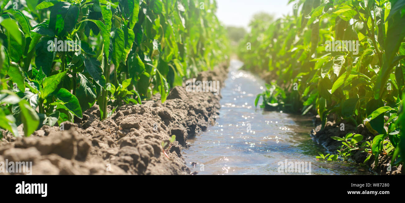 Bewässerung der Pfeffer in das Feld ein. Traditionelle natürliche Bewässerung. Umweltfreundliche Produkte. Landwirtschaft und Ackerland. Kulturpflanzen. Ukraine, Kherson Region. Gro Stockfoto