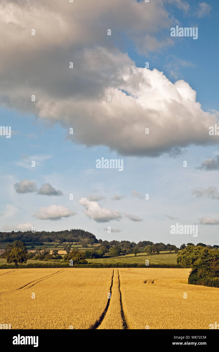 Bereich der goldene Weizen reifen in der Sommersonne. Stockfoto