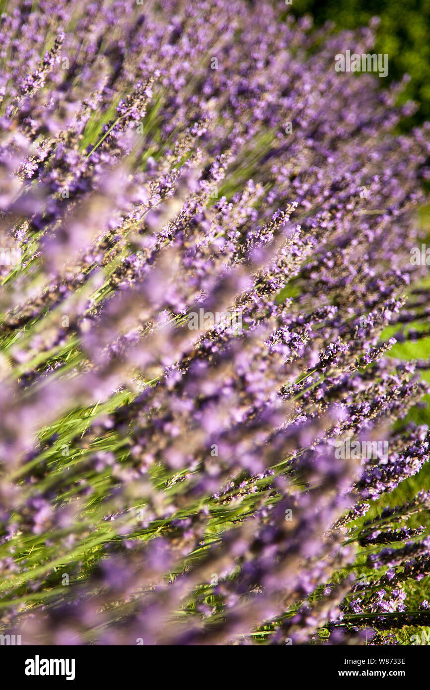 Lavendel Stockfoto