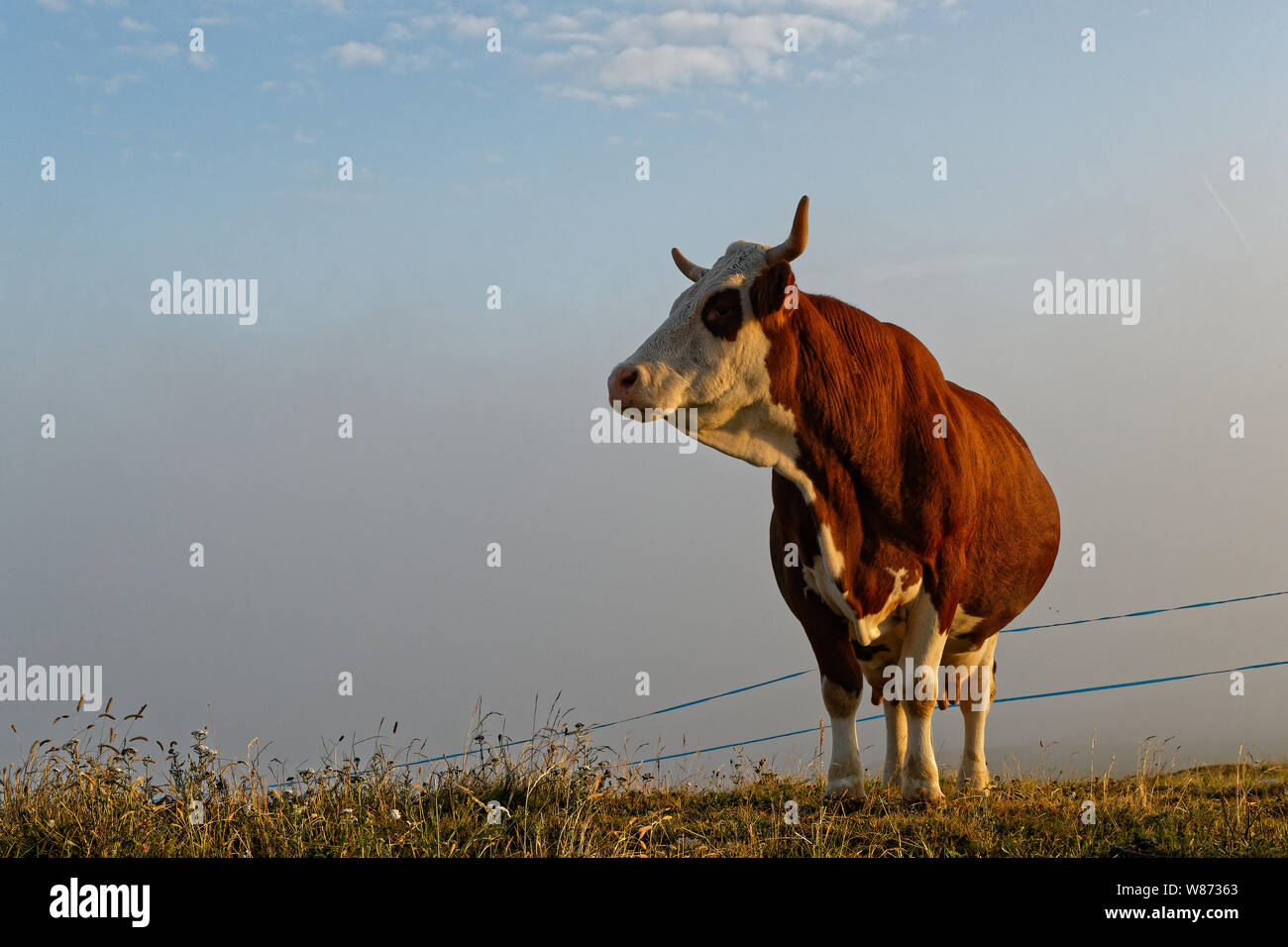 Kuh in den Wiesen des Französischen Alpen bei Sonnenaufgang Stockfoto
