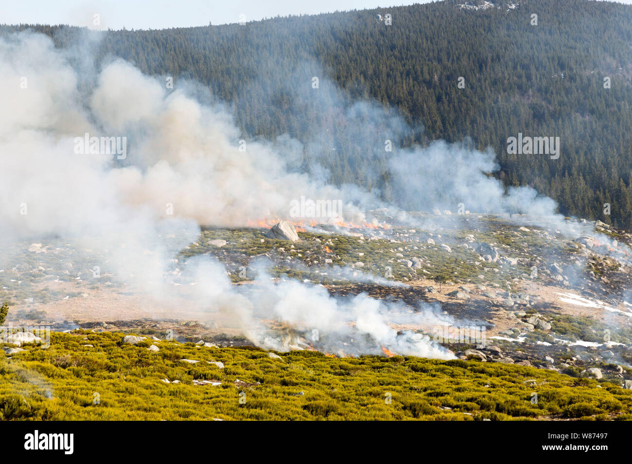 Brandrodung Landwirtschaft in den Cevennen, Schutzzone in der Nähe von Pont-de-Montvert-Sud Mont Lozere (Südfrankreich). Brandrodung farmin Stockfoto
