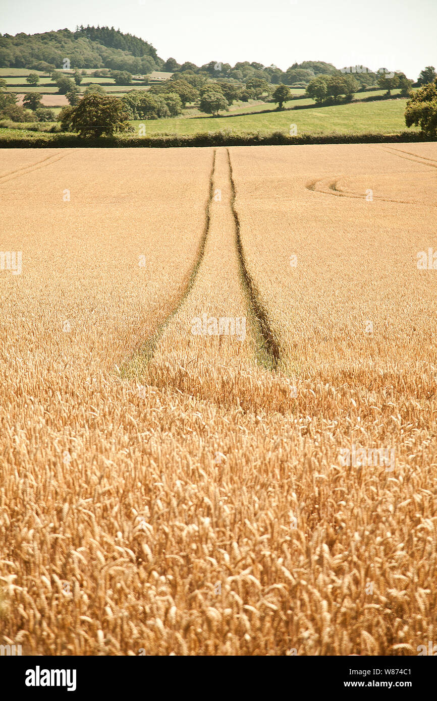 Goldene Felder Stockfoto
