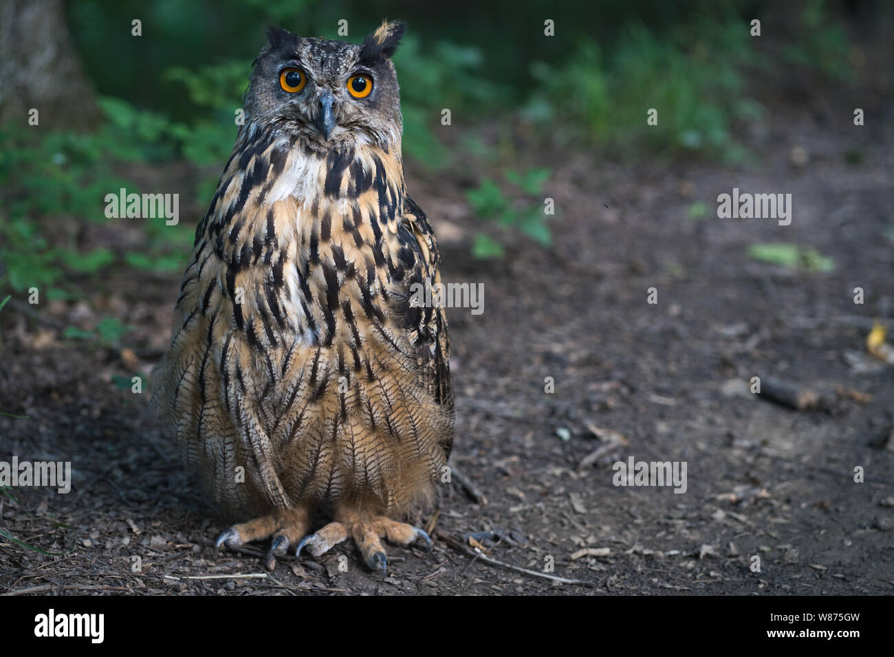 Uhu gesichtet in der Tierwelt im Wald. Uhu Bubo bubo sitzen oder auf dem Weg in den Wald. Eurasischen Stockfoto