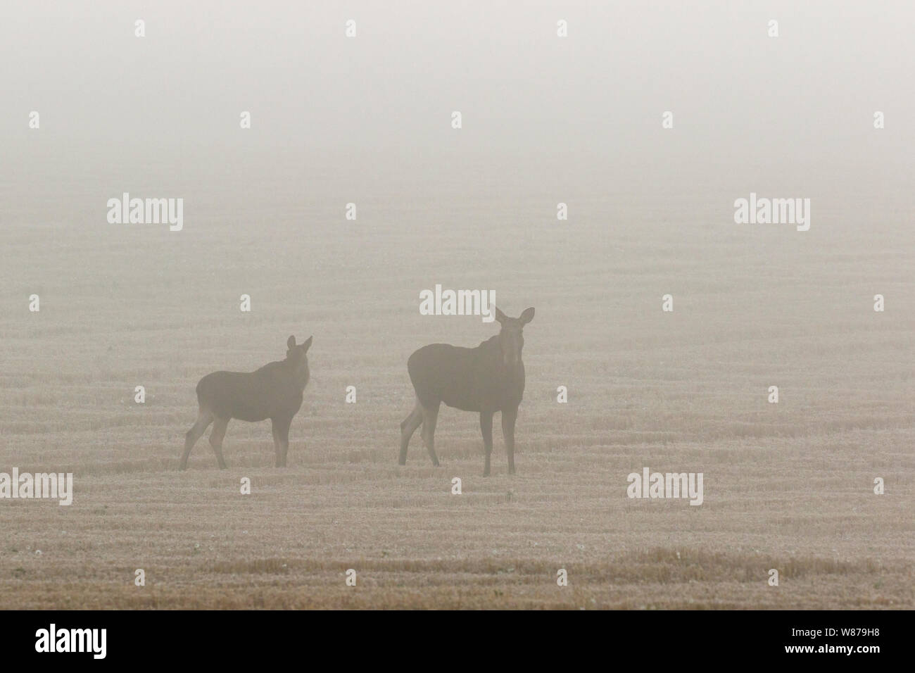 Elch Kuh mit Kalb auf einen Drei-tage-Feld im Nebel Stockfoto