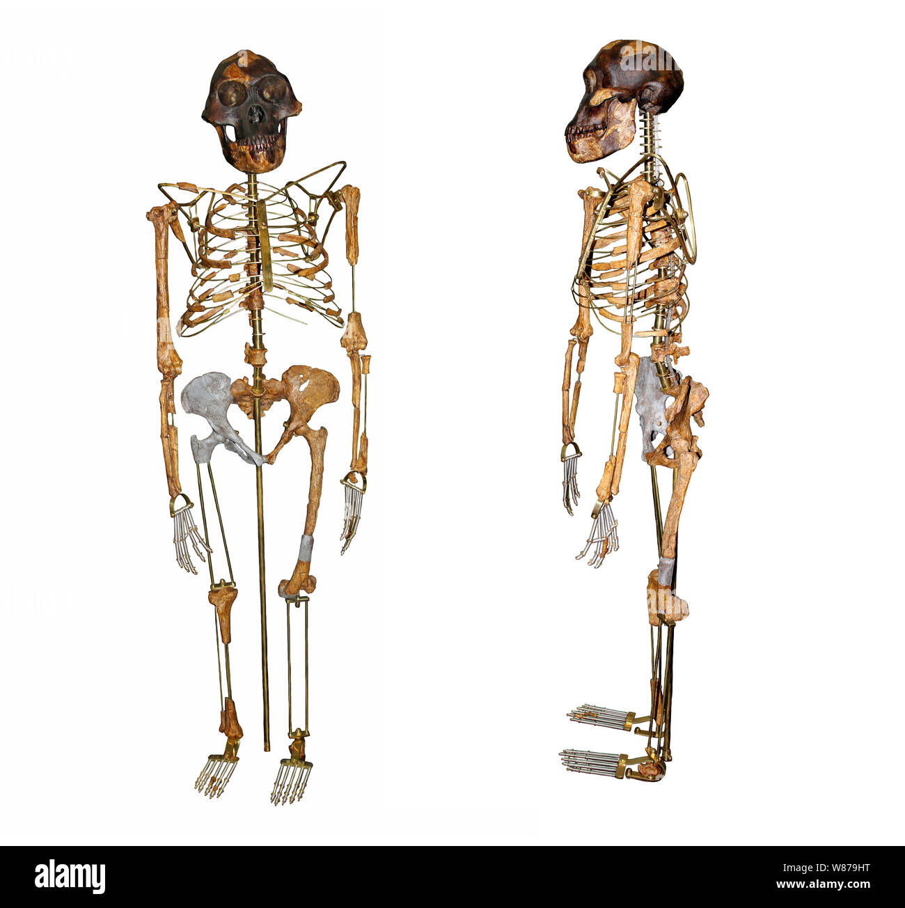 Skelett von Lucy Australopithecus afarensis Vorder- und Seitenansicht Stockfoto