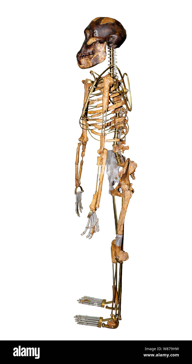 Skelett von Lucy Australopithecus afarensis Seitenansicht Stockfoto