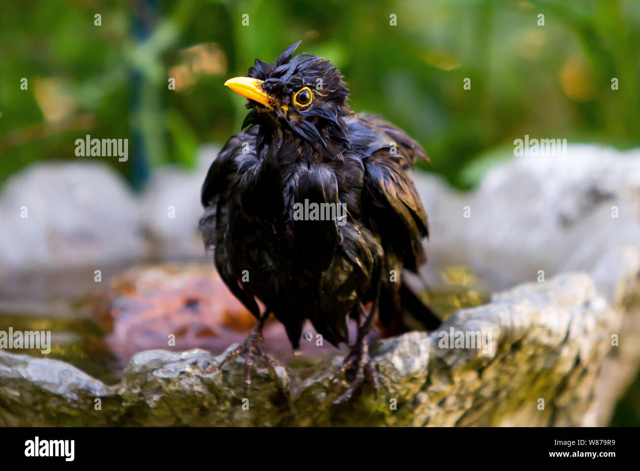 Blackbird nach einem Bad Stockfoto