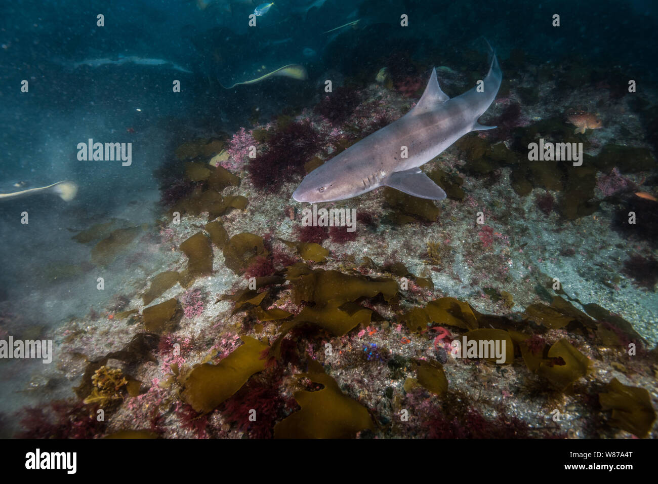 Gebänderte Houndshark (Triakis scyllium). Es ist, als Gebändert Dornhaie bekannt. Harmlose Hai. Bei der Ito, Tateyama, Ciba, Japan Stockfoto