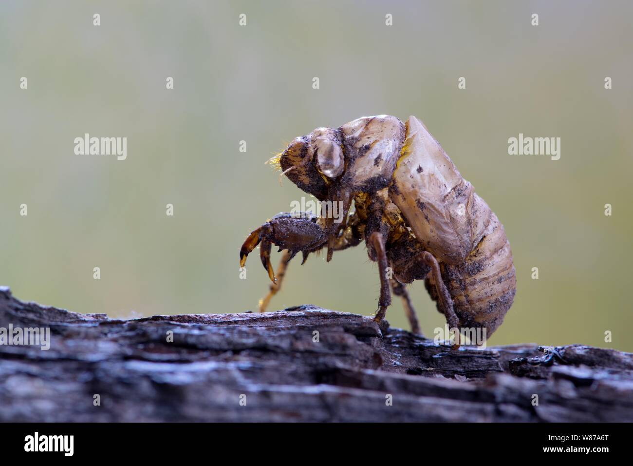 Eine leere Cicada Schale, die an Baumrinde befestigt ist, betont das Licht und die verschiedenen Farben des Exoskeletts mit glatter grüner Natur im Hintergrund. Stockfoto
