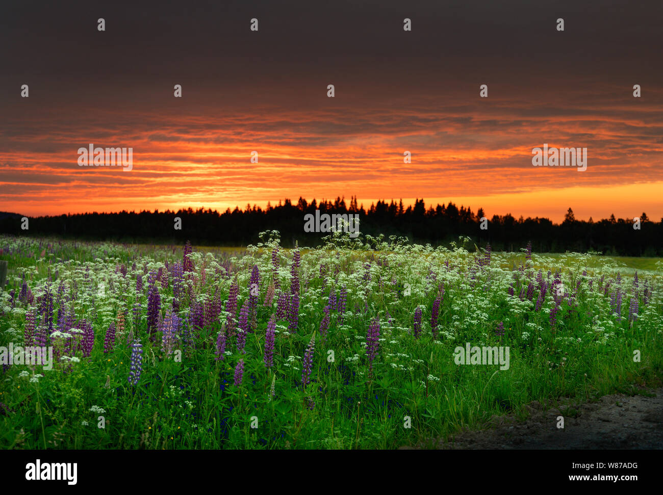 Sommernachtstraum Sonnenuntergang in Schweden Stockfoto