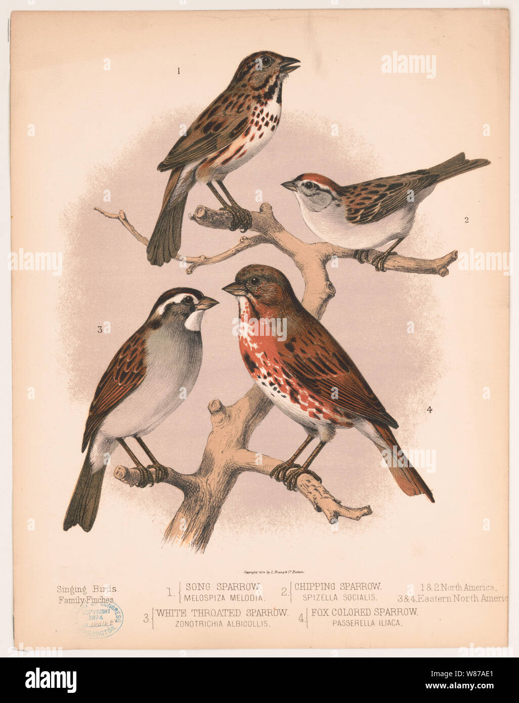 1. Song sparrow. Melospiza Melodia. 2. Chipping Sparrow. Spizella socialis. 3. White throated Spatz. Zonotrichia Albicollis. 4. Fox farbige Spatz. Passerelia iliaca Stockfoto