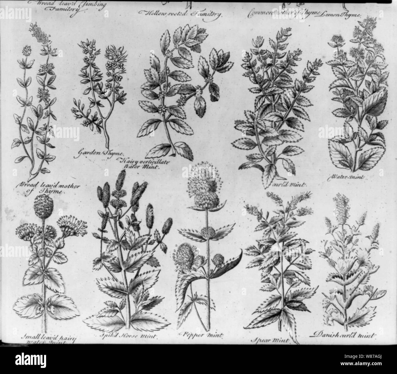 10 Figuren von verschiedenen Sorten von Thymian und Minze Stockfoto