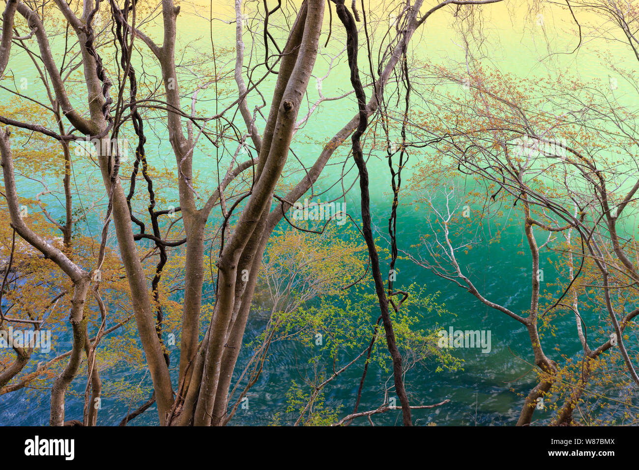 Bunte tangled Bäumen und Lianen entlang der Flussufer in Arashiyama, Japan. Stockfoto